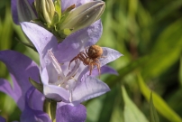 *(17800) Une araigne crabe (Araneae - Thomisidae - Xysticus sp.)